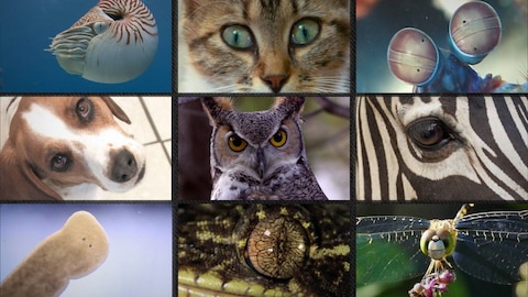 What Animals See